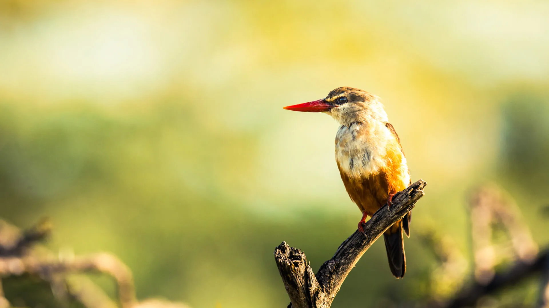 Birding Safaris