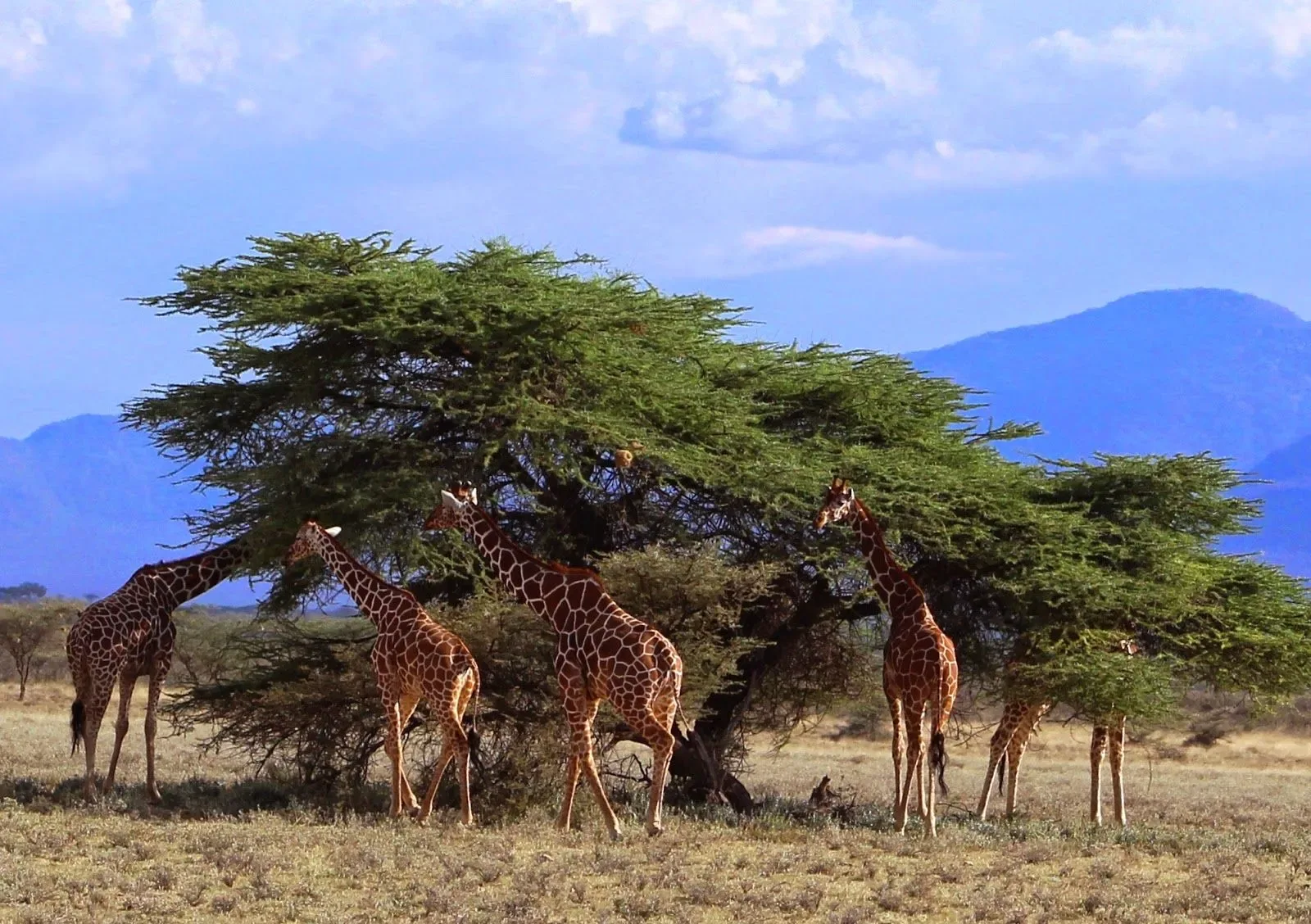 Kenya Classic Safari Circuit